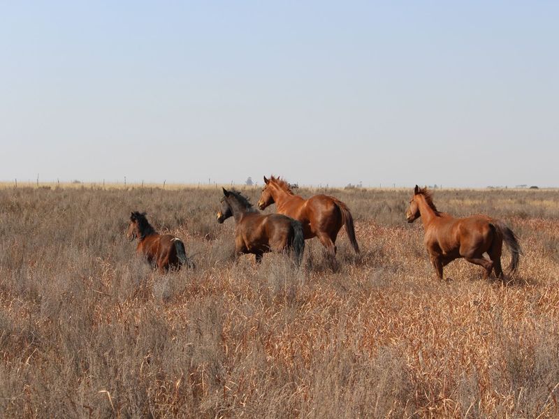 Farm For Sale in Cullinan Rural - Photo 4