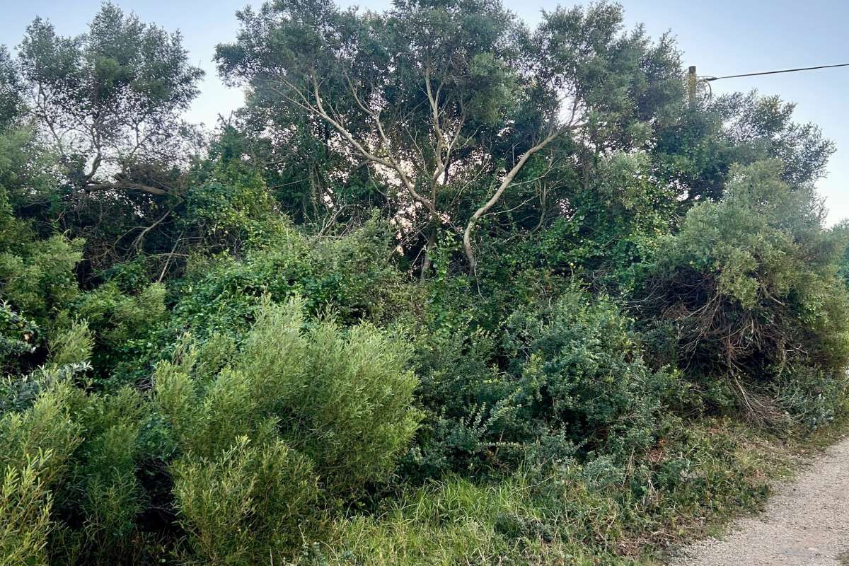 Vacant Land Residential For Sale in Paradise Beach - Photo 2