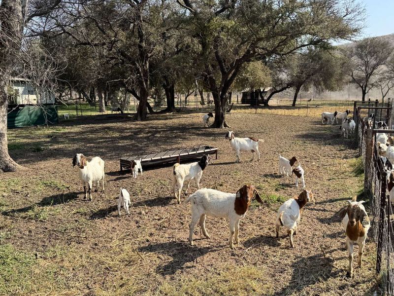 Farm For Sale in Lephalale Rural - Photo 6