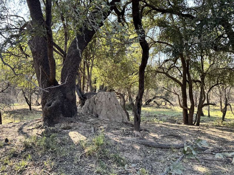 Farm For Sale in Lephalale Rural - Photo 4