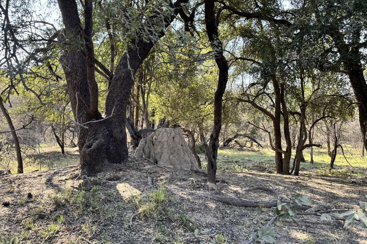 Farm For Sale in Lephalale Rural - Photo 4