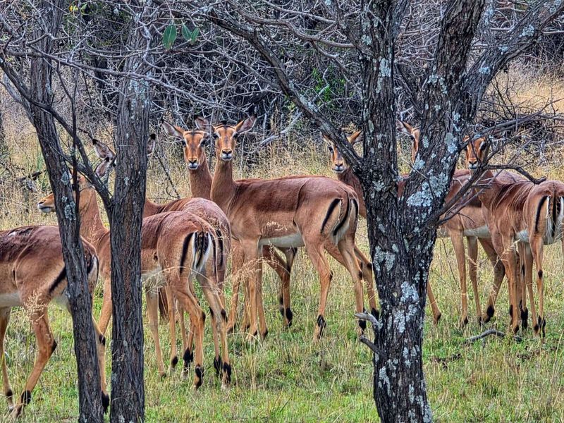Farm For Sale in Mookgopong Rural - Photo 6