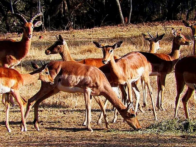Farm For Sale in Brits Central - Photo 10