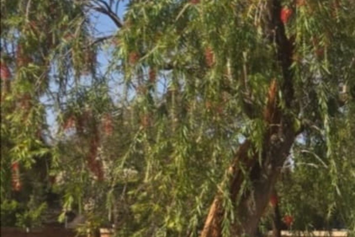 Vacant Land Residential For Sale in Mookgopong Central - Photo 3