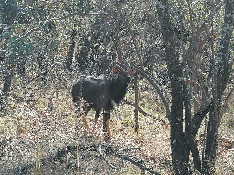 Vacant Land Residential For Sale in Bela Bela Central - Photo 3