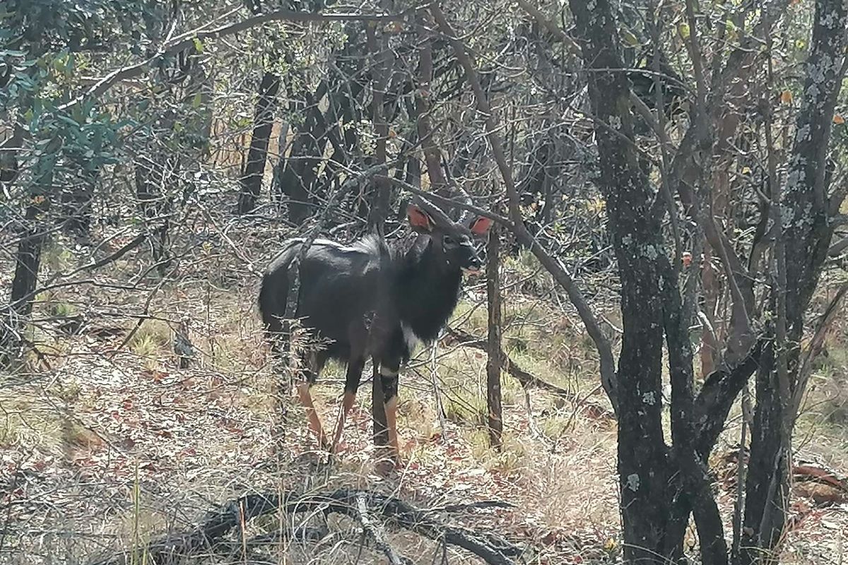 Vacant Land Residential For Sale in Bela Bela Central - Photo 3