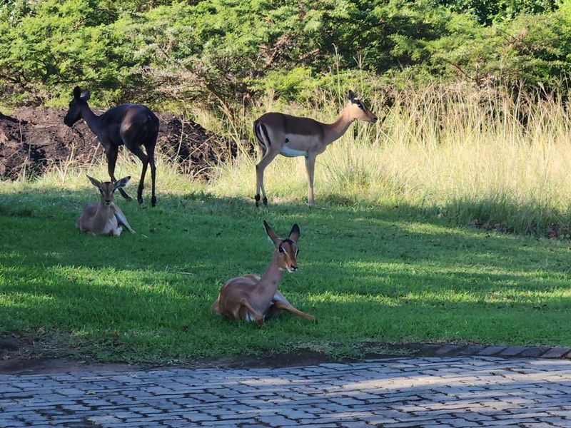 Vacant Land Residential For Sale in Khamanga Bay - Photo 8