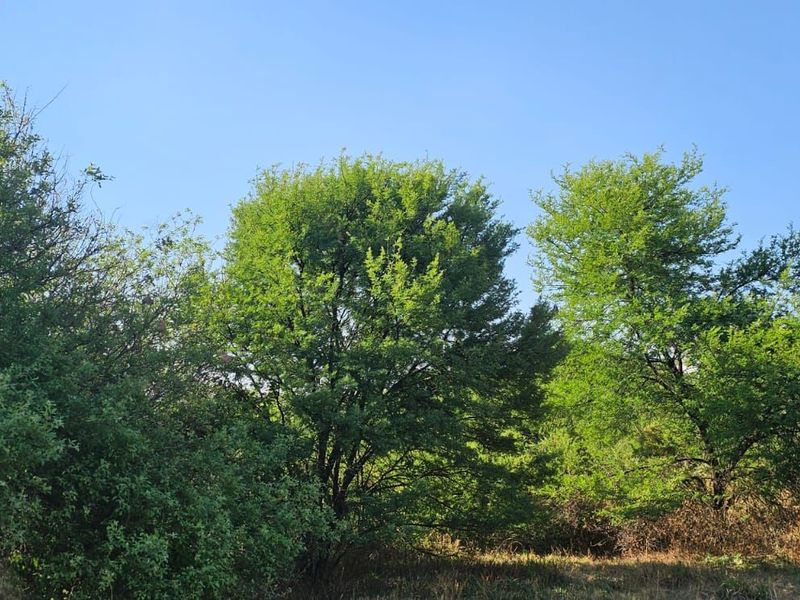 Vacant Land Residential For Sale in The Hills Game Reserve Estate - Photo 6