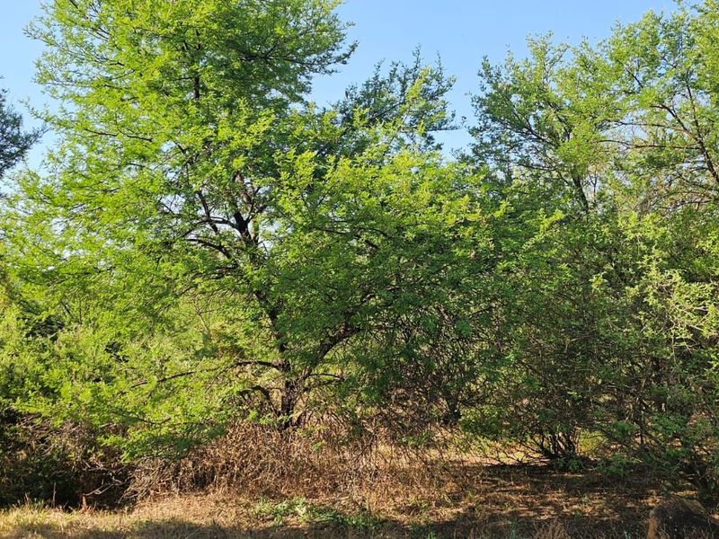 Vacant Land Residential For Sale in The Hills Game Reserve Estate - Photo 9