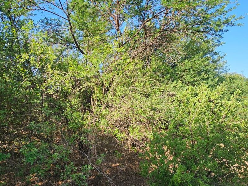 Vacant Land Residential For Sale in The Hills Game Reserve Estate - Photo 8
