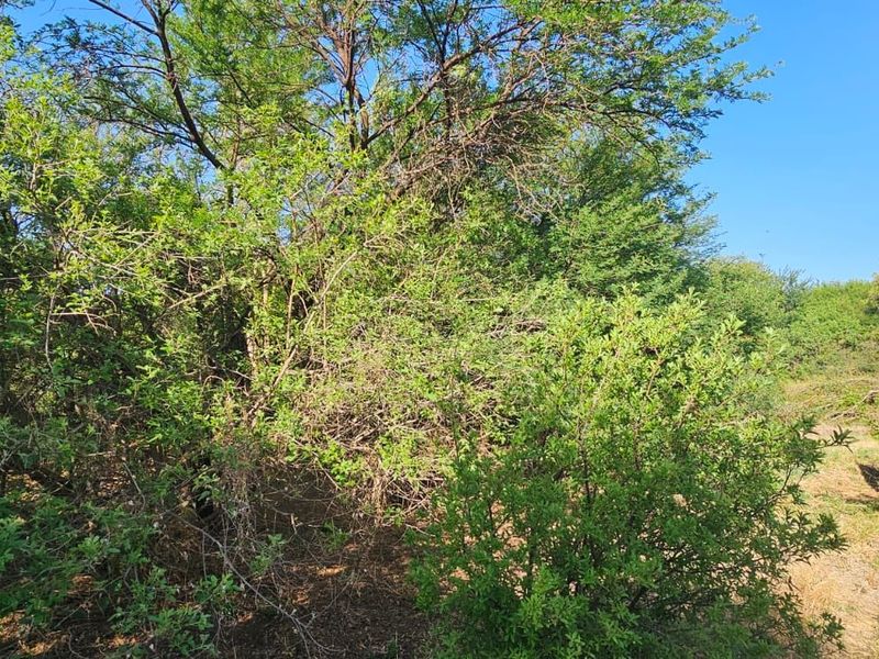 Vacant Land Residential For Sale in The Hills Game Reserve Estate - Photo 7