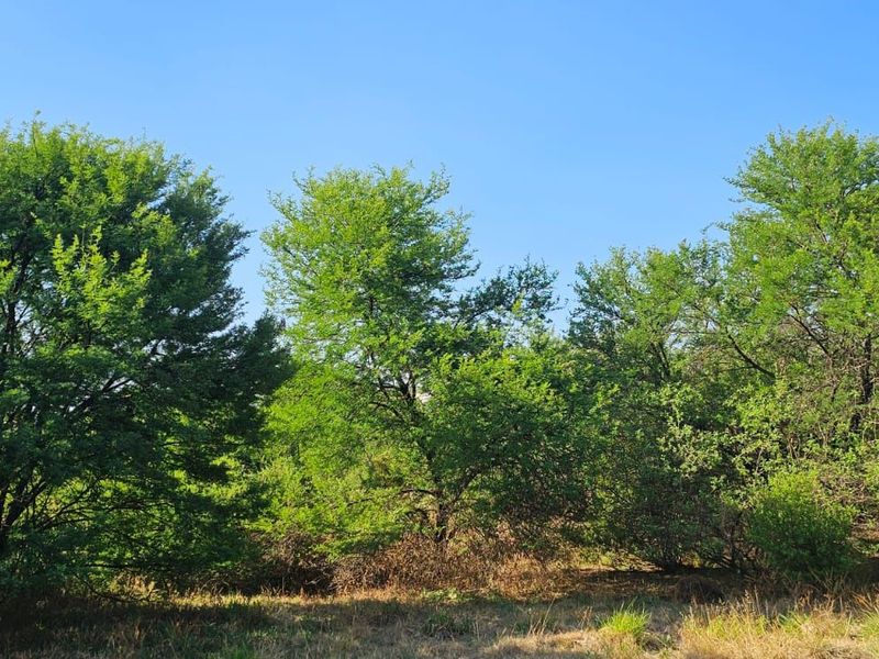 Vacant Land Residential For Sale in The Hills Game Reserve Estate - Photo 3