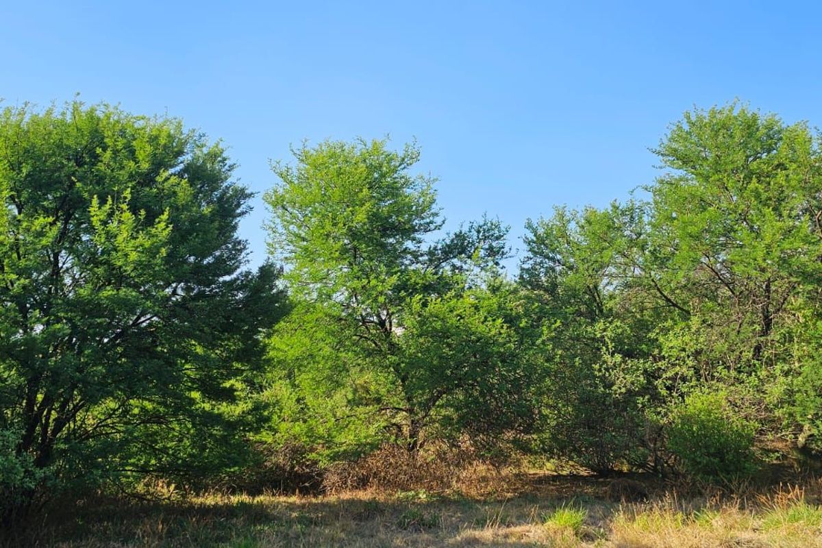 Vacant Land Residential For Sale in The Hills Game Reserve Estate - Photo 3