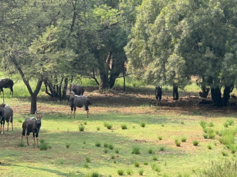 Farm For Sale in Bela Bela Rural - Photo 2