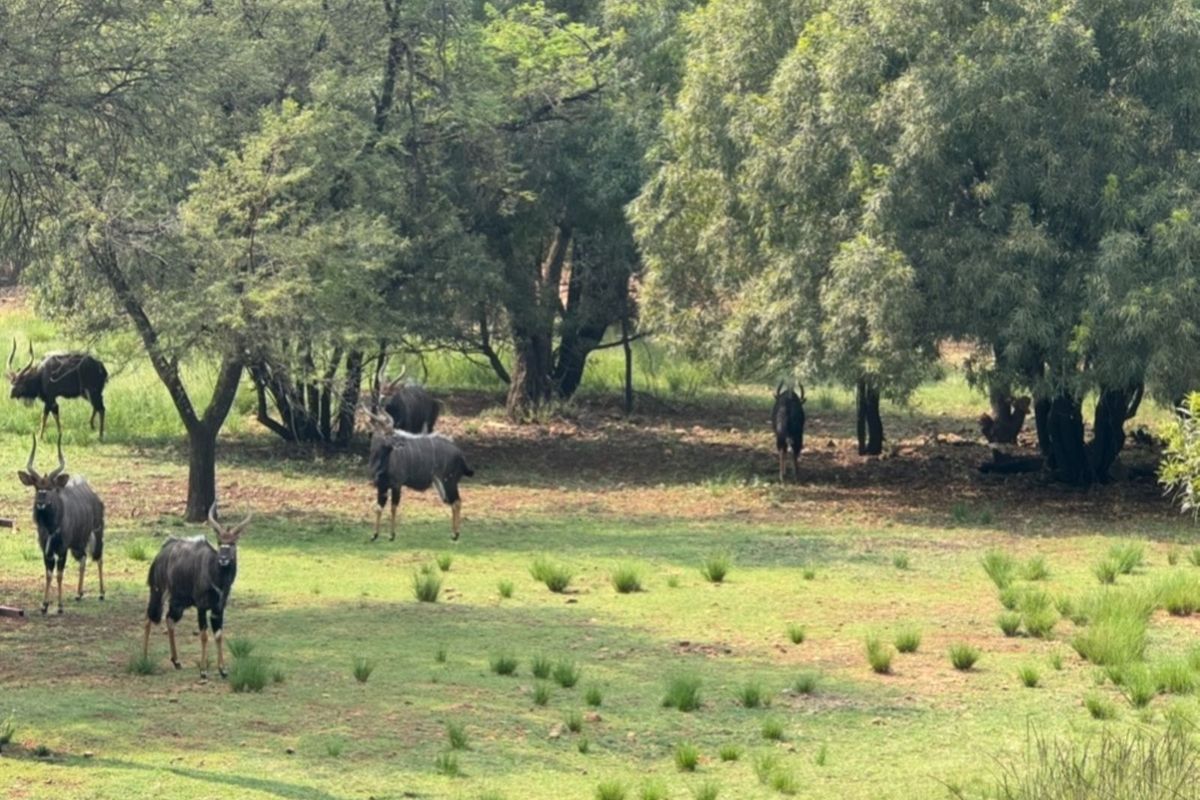 Farm For Sale in Bela Bela Rural - Photo 2