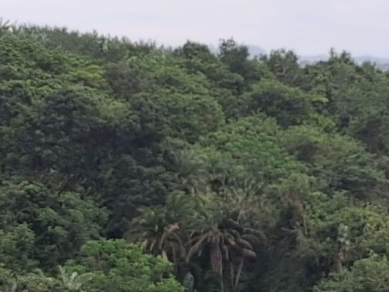 Vacant Land Residential For Sale in Palm Beach - Photo 7