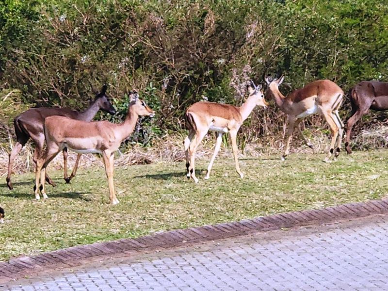 Vacant Land Residential For Sale in Khamanga Bay - Photo 9