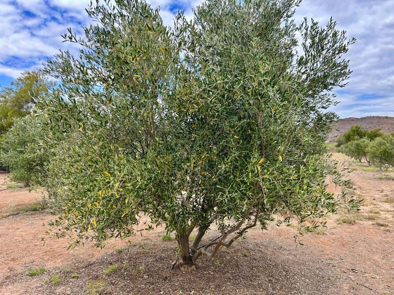 Farm For Sale in Ladismith Rural - Photo 2