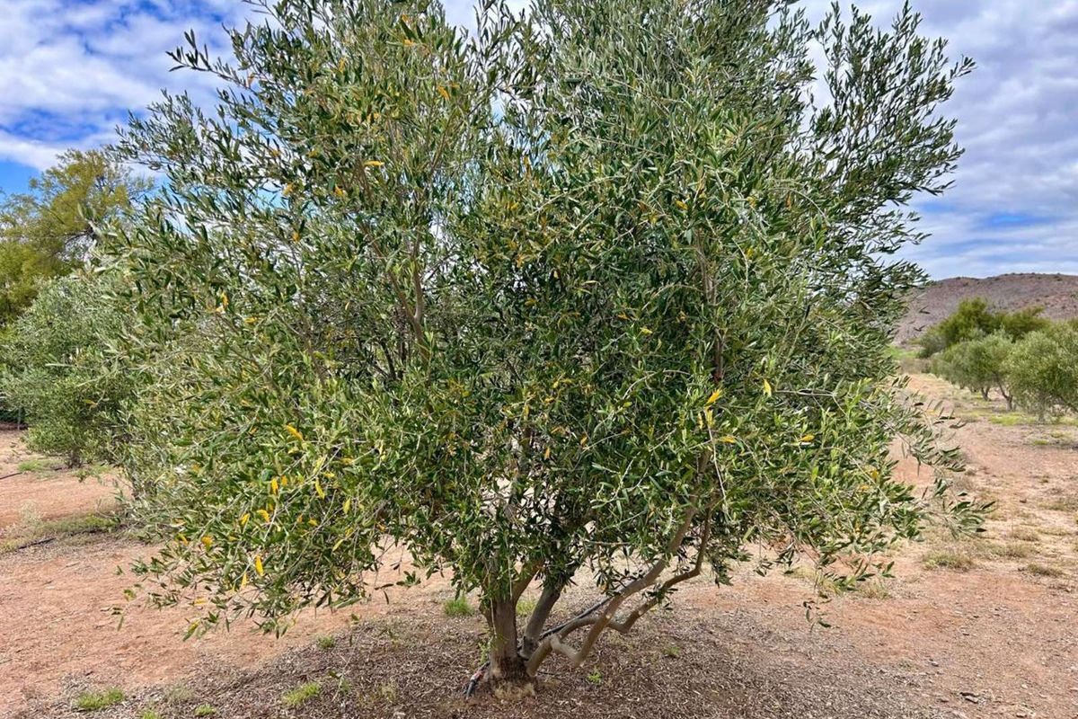 Farm For Sale in Ladismith Rural - Photo 2