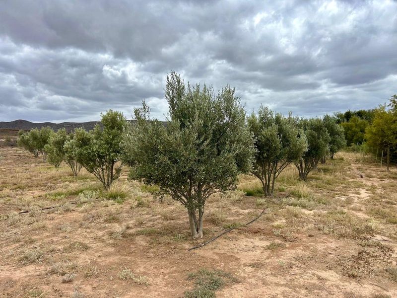 Farm For Sale in Ladismith Rural - Photo 3