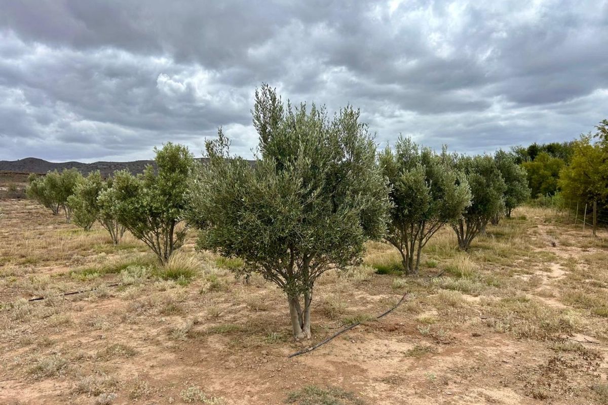 Farm For Sale in Ladismith Rural - Photo 3