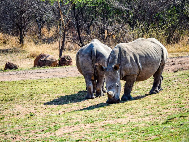 Farm For Sale in Dinokeng Game Reserve - Photo 6