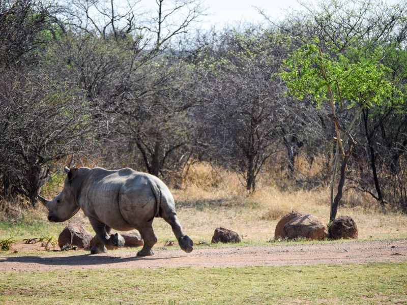 Farm For Sale in Dinokeng Game Reserve - Photo 7