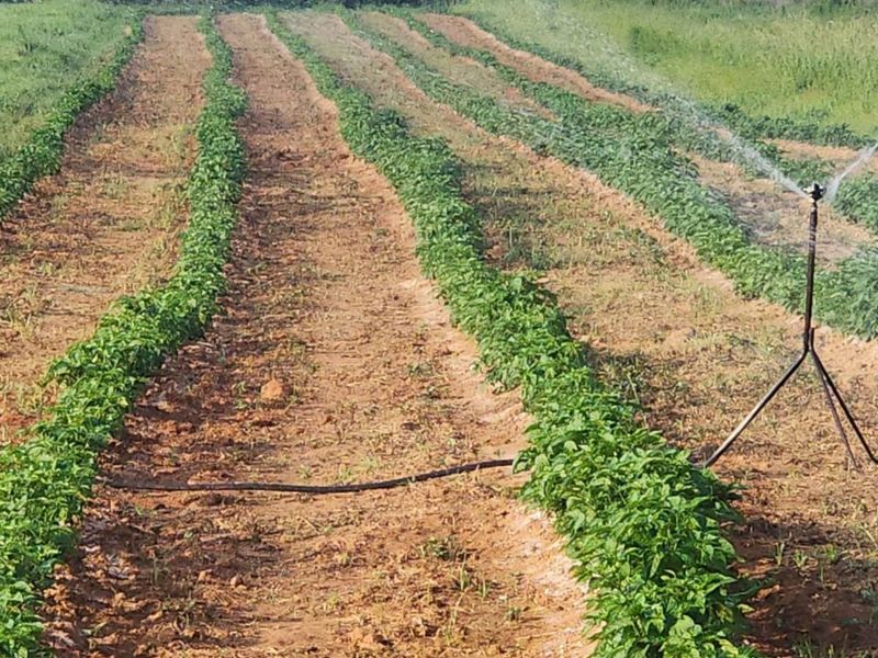 Farm For Sale in Mookgopong Rural - Photo 7