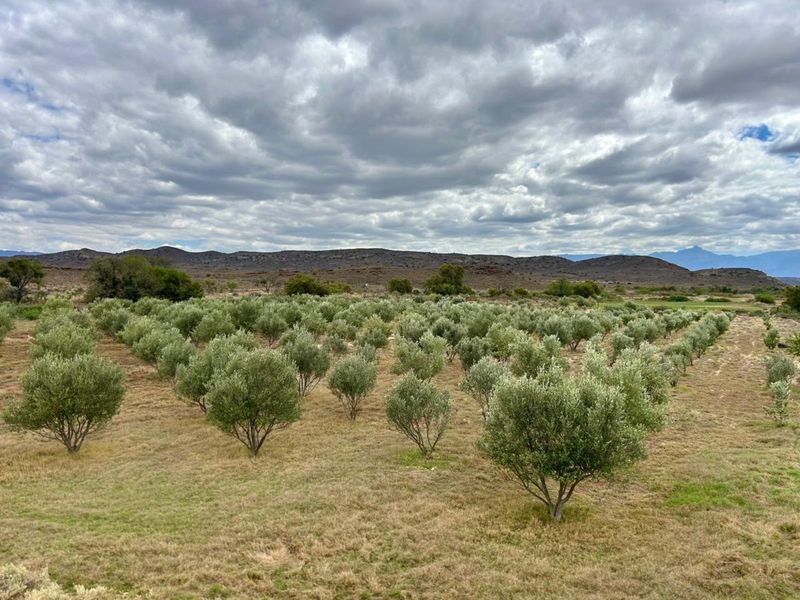 Farm For Sale in Ladismith Rural - Photo 10