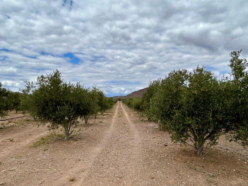 Farm For Sale in Ladismith Rural - Photo 8