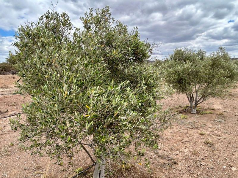 Farm For Sale in Ladismith Rural - Photo 7