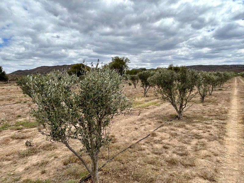Farm For Sale in Ladismith Rural - Photo 6