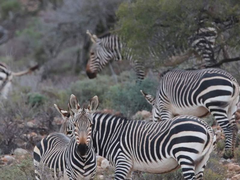 Farm For Sale in Ladismith Rural - Photo 10