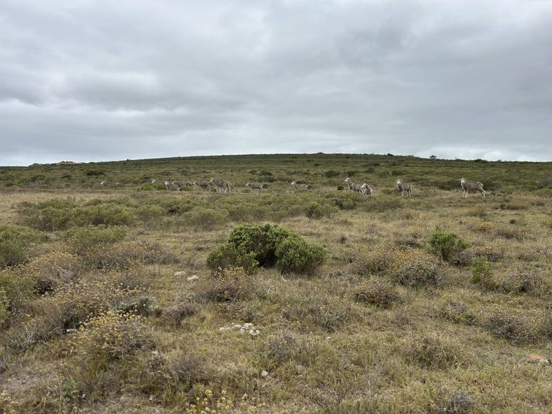 Farm For Sale in Mossel Bay Rural - Photo 9