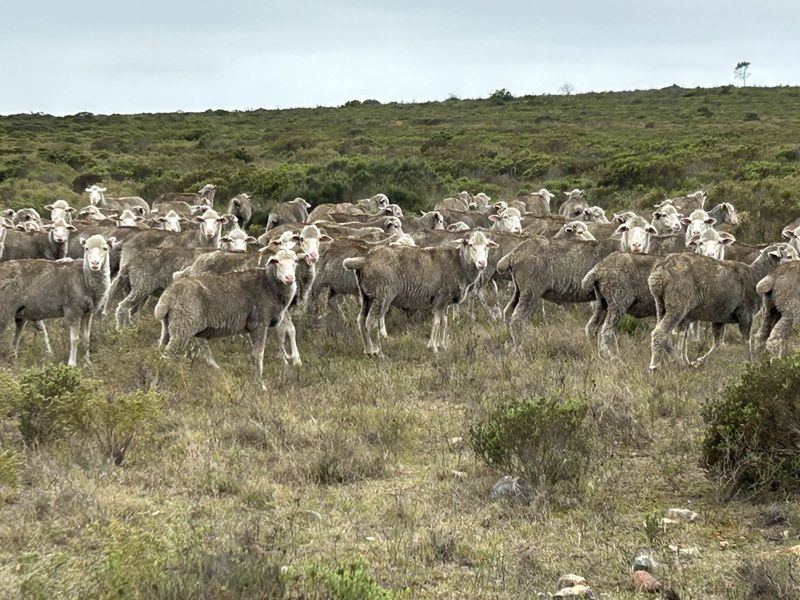 Farm For Sale in Mossel Bay Rural - Photo 2