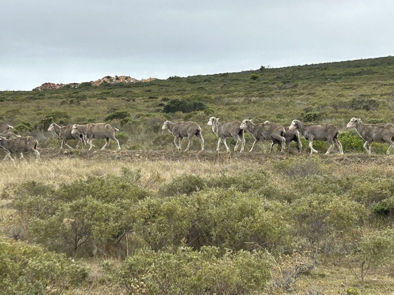 Farm For Sale in Mossel Bay Rural - Photo 3