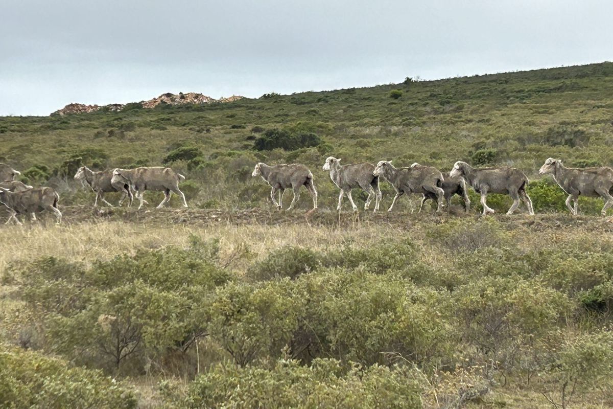 Farm For Sale in Mossel Bay Rural - Photo 3