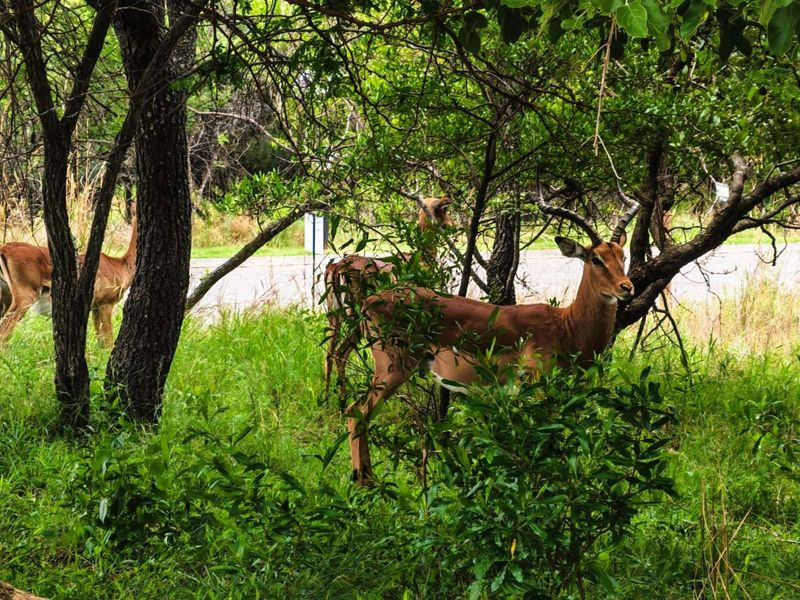 Vacant Land Residential For Sale in Koro Creek Golf Estate - Photo 2