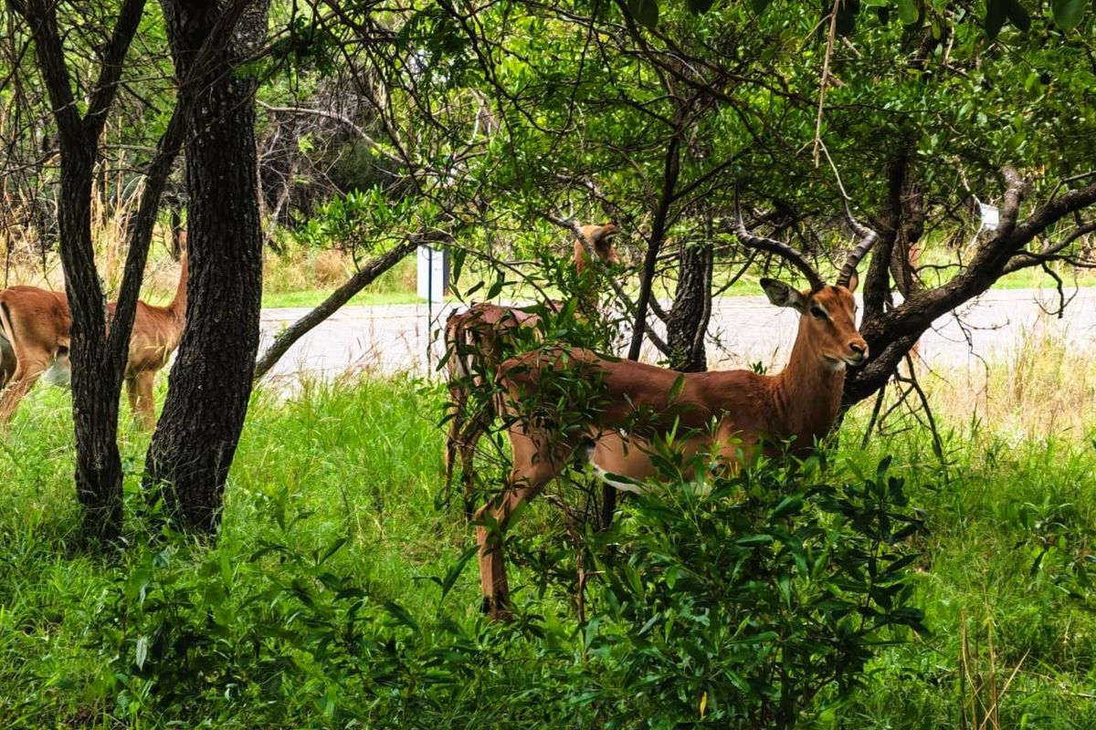 Vacant Land Residential For Sale in Koro Creek Golf Estate - Photo 2