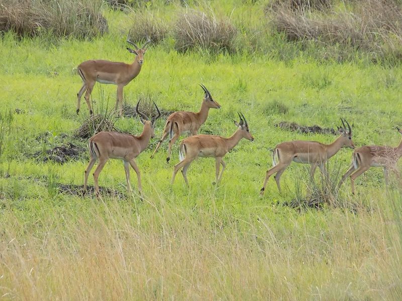 Farm For Sale in Modimolle Rural - Photo 2