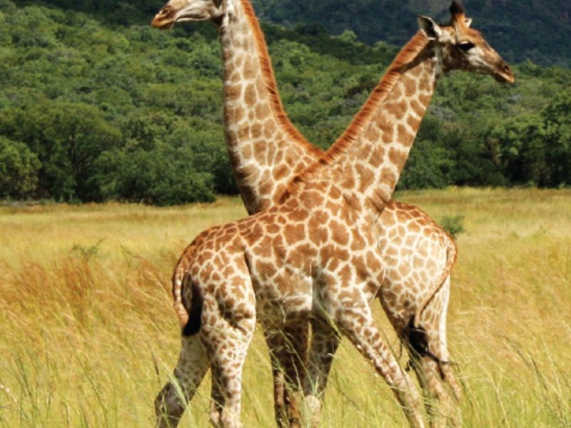 Farm For Sale in Modimolle Rural - Photo 7