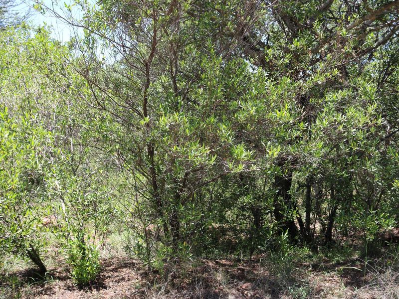 Vacant Land Residential For Sale in Koro Creek Golf Estate - Photo 9