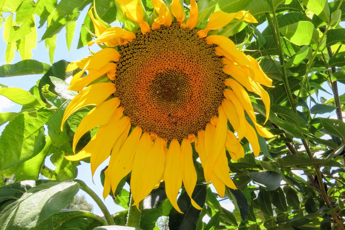 House For Sale in Ventersdorp Central - Photo 4