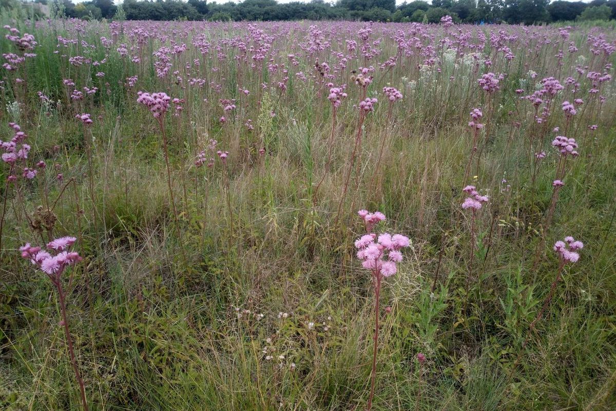 Vacant Land Residential For Sale in Rietvlei View Country Estates - Photo 2