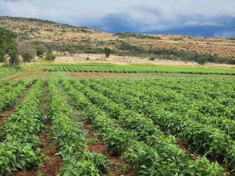 Farm For Sale in Magaliesburg - Photo 2