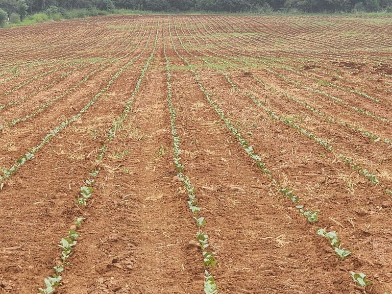 Farm For Sale in Magaliesburg - Photo 3