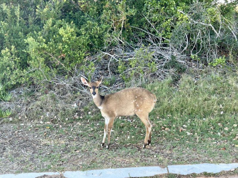 Vacant Land Residential For Sale in Stilbaai Wes - Photo 5