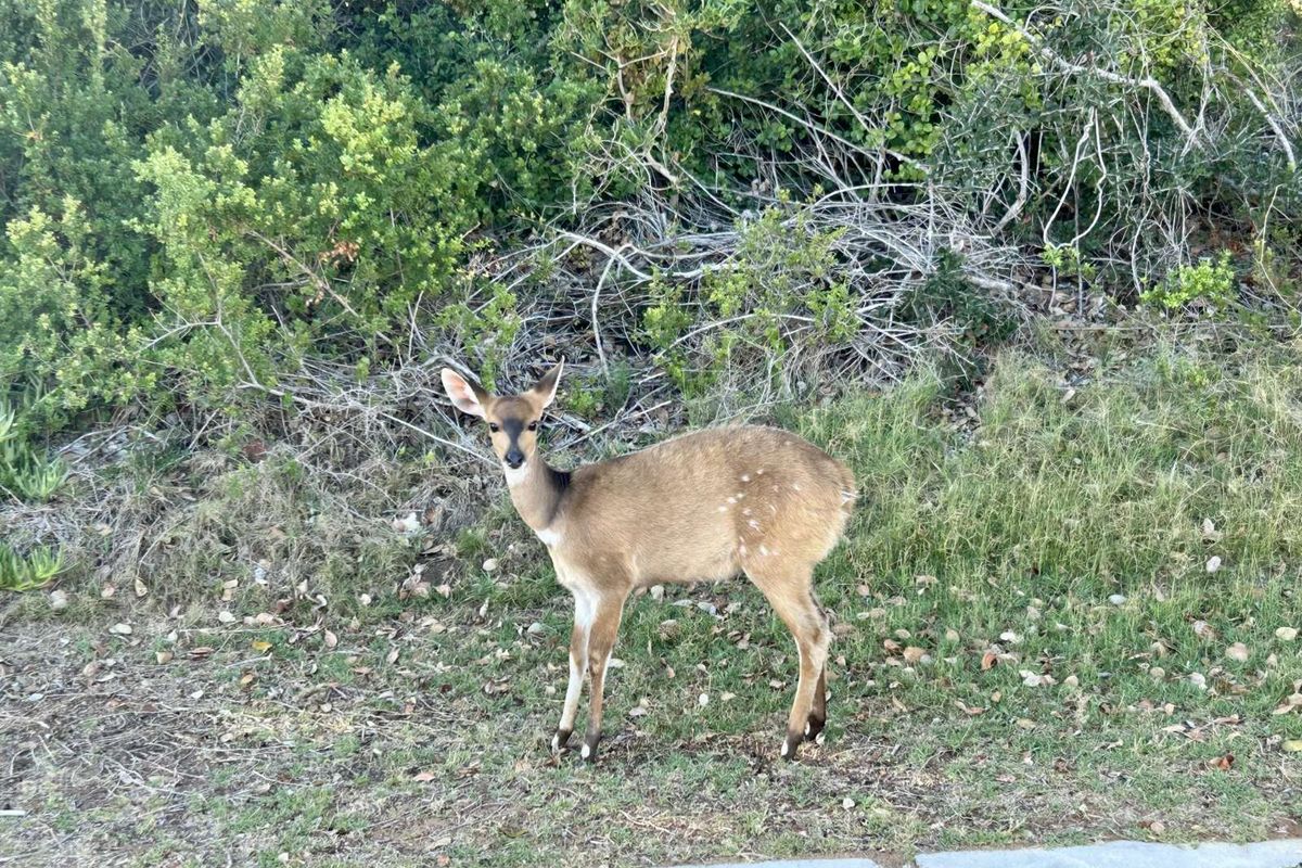 Vacant Land Residential For Sale in Stilbaai Wes - Photo 5