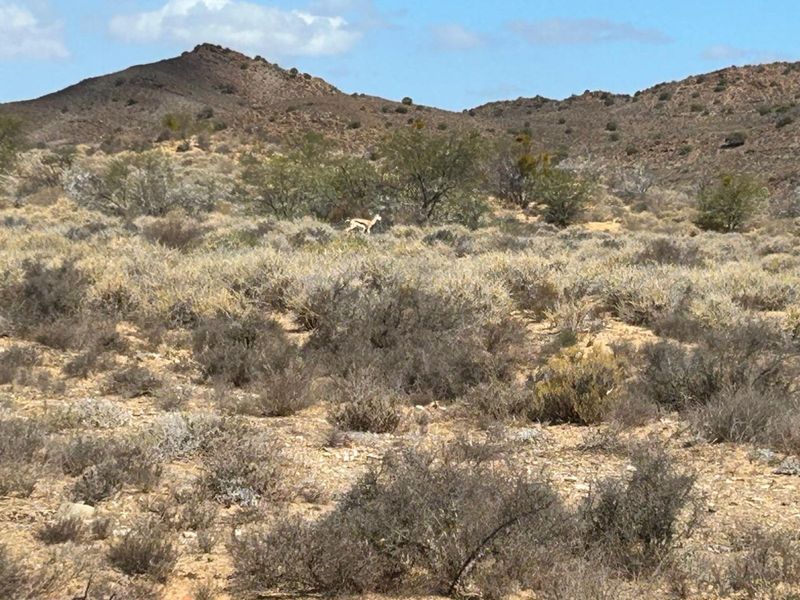 Farm For Sale in Ladismith Rural - Photo 7