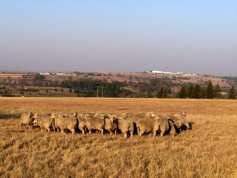 Farm For Sale in Nooitgedacht - Photo 9